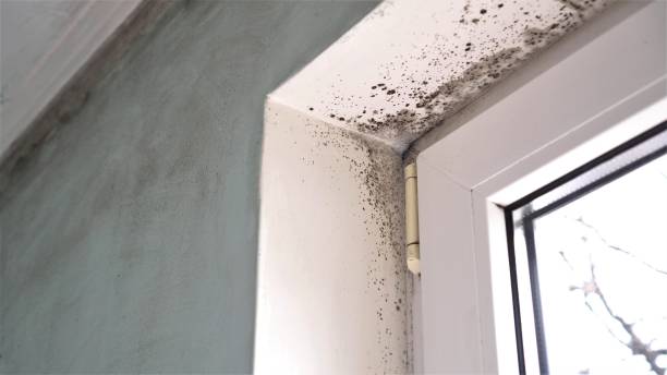 Best Comprehensive Air Testing for Mold Contaminants  in Franklin, PA
