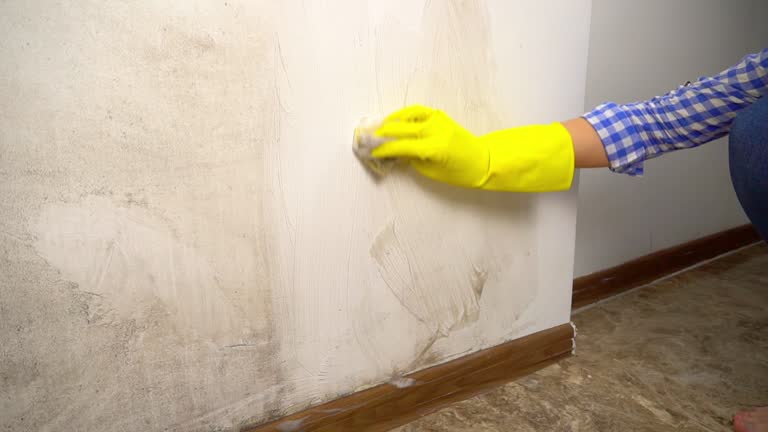 Best Mold Damage Restoration  in Franklin, PA