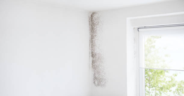 Best Emergency Mold Remediation  in Franklin, PA