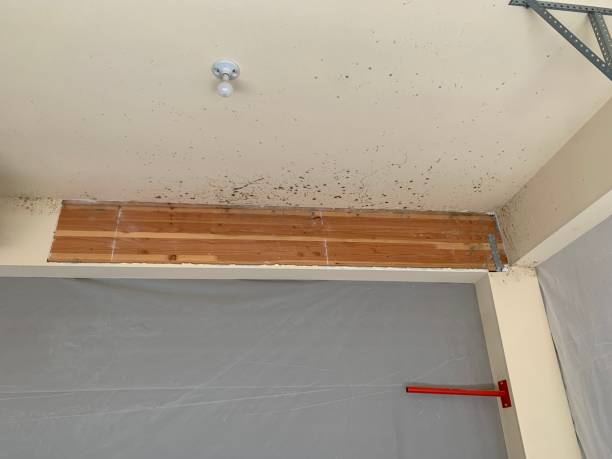 Mold Odor Removal Services in Franklin, PA
