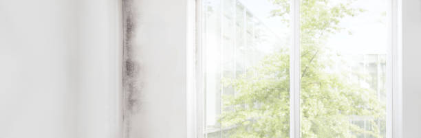 Best Attic Mold Removal  in Franklin, PA